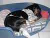 Jack-Russell-Terrier Foto: Tequilla, 5 Jahre (ID 25546) Jack-Russell-Terrier Hund