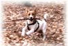 Jack-Russell-Terrier Foto: Phoebe im Wald (ID 13204) Jack-Russell-Terrier Hund