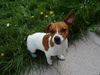 Jack-Russell-Terrier Foto: Das ist Timmy er ist 1 jahr alt und dat er Faust Dick hienter die Ohren (ID 19107) Jack-Russell-Terrier Hund