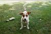 Jack-Russell-Terrier Hund