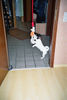 Jack-Russell-Terrier Foto: der kamfdackel (ID 28471) Jack-Russell-Terrier Hund