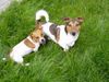 Jack-Russell-Terrier Foto: Jacky und Timmy (ID 22440) Jack-Russell-Terrier Hund