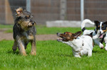 Jack-Russell-Terrier Hund