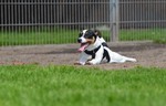 Jack-Russell-Terrier Hund