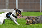 Jack-Russell-Terrier Foto: Jack Russel vs. Mixwelpe, aufgenommen in einer Welpengruppe (ID 47113) Jack-Russell-Terrier Hund