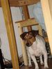 Jack-Russell-Terrier Foto: Jack : der erste Urlaub allein (ID 39059) Jack-Russell-Terrier Hund
