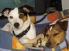 Jack-Russell-Terrier Foto: Alexis und ihr Bruder Jack (ID 39058) Jack-Russell-Terrier Hund