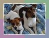 Jack-Russell-Terrier Foto: Der große heist Jaky rechts im Bild.Und der kleine heist Timmy (ID 19106) Jack-Russell-Terrier Hund