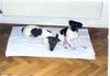 Jack-Russell-Terrier Hund