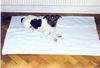 Jack-Russell-Terrier Hund