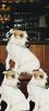Jack-Russell-Terrier Foto: 3 mal jackys (ID 13489) Jack-Russell-Terrier Hund