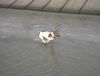 Jack-Russell-Terrier Hund