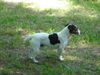 Jack-Russell-Terrier Foto: was kuckst du? (ID 21765) Jack-Russell-Terrier Hund