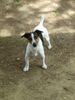 Jack-Russell-Terrier Foto: was willst du? (ID 21766) Jack-Russell-Terrier Hund