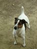 Jack-Russell-Terrier Foto: ich will auch etwas (ID 21767) Jack-Russell-Terrier Hund