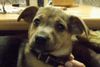 Jack-Russell-Terrier Foto: 12 wochen (JRT Mix) (ID 26936) Jack-Russell-Terrier Hund