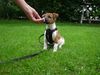 Jack-Russell-Terrier Hund