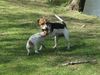 Jack-Russell-Terrier Foto: Ein Kussss.... (ID 6629) Jack-Russell-Terrier Hund