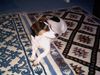 Jack-Russell-Terrier Foto: Ich bin Kyra (ID 12204) Jack-Russell-Terrier Hund