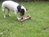 Jack-Russell-Terrier Foto: wat für ein riesen Knochen, aber Cocki schmeckts ;-) (ID 42584) Jack-Russell-Terrier Hund