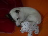 Jack-Russell-Terrier Foto: Cocki hat nen neuen Kumpel gefunden und der hält ganz still ;-) (ID 42585) Jack-Russell-Terrier Hund