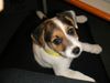 Jack-Russell-Terrier Foto: Leo ist am 15.2.2004 geboren und wir sind schon die (ID 10744) Jack-Russell-Terrier Hund
