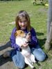 Jack-Russell-Terrier Hund