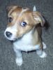 Jack-Russell-Terrier Foto: Lissy mit 14 Wochen (Jack-Russell-Mix) (ID 18020) Jack-Russell-Terrier Hund