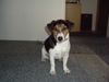Jack-Russell-Terrier Foto: hu,hu,das bin ich Josch ist mein Name (ID 21603) Jack-Russell-Terrier Hund