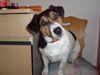 Jack-Russell-Terrier Foto: hu,hu,das bin ich Josch ist mein Name (ID 21602) Jack-Russell-Terrier Hund