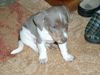 Jack-Russell-Terrier Hund