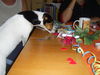 Jack-Russell-Terrier Foto: Frauchens Geb.kuchen schmeckt einfach lecker ;-)! (ID 40035) Jack-Russell-Terrier Hund