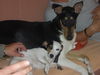 Jack-Russell-Terrier Foto: Wat haben sich die Beiden(Cocki+Hugo) wieder lieb ;-)! (ID 40034) Jack-Russell-Terrier Hund