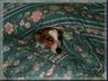 Jack-Russell-Terrier Foto: Unser kleiner Sonnenschein (ID 10595) Jack-Russell-Terrier Hund