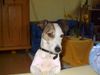 Jack-Russell-Terrier Foto: Wo sind denn nun die Ostereier........... (ID 10769) Jack-Russell-Terrier Hund