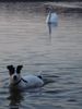 Jack-Russell-Terrier Foto: Der Mailo (Bruder von Starski) Anbaden im Gorinsee (ID 37497) Jack-Russell-Terrier Hund