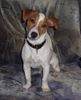 Jack-Russell-Terrier Foto (ID 17962) Jack-Russell-Terrier Hund