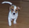 Jack-Russell-Terrier Foto (ID 17967) Jack-Russell-Terrier Hund