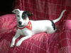 Jack-Russell-Terrier Hund