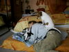 Jack-Russell-Terrier Foto: ich hab das frauchen umgeworfen (ID 28274) Jack-Russell-Terrier Hund