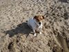 Jack-Russell-Terrier Foto: Nelli am strand (ID 37876) Jack-Russell-Terrier Hund