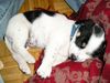 Jack-Russell-Terrier Foto: Das ist unser Jack-Russell-Terrier-Mix Odie mit ca 9 Wochen (ID 21773) Jack-Russell-Terrier Hund