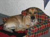 Jack-Russell-Terrier Foto: Ashanti (ID 33233) Jack-Russell-Terrier Hund