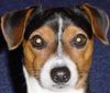 Jack-Russell-Terrier Foto: das ist olaf er ist 3 1/2 jahre alt und ist ein deckrüde bei interresse bitte melden (ID 19992) Jack-Russell-Terrier Hund
