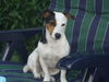 Jack-Russell-Terrier Foto: Unsere Cocki-Maus hatte am 19.05.08 ihren 2. Geburtstag ;-) (ID 42132) Jack-Russell-Terrier Hund