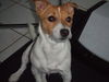 Jack-Russell-Terrier Hund