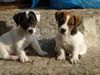 Jack-Russell-Terrier Foto: Scrat und Pepe 10 wochen (ID 38422) Jack-Russell-Terrier Hund