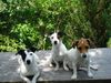 Jack-Russell-Terrier Foto: Starski,Alexis und Nelli (ID 38424) Jack-Russell-Terrier Hund