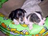 Jack-Russell-Terrier Hund