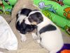 Jack-Russell-Terrier Hund